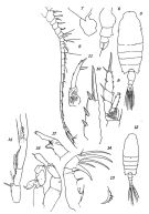 Espce Candacia tuberculata - Planche 2 de figures morphologiques