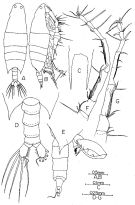 Espce Labidocera jaafari - Planche 2 de figures morphologiques