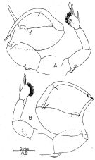 Espce Labidocera jaafari - Planche 3 de figures morphologiques