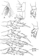 Espce Anawekia spinosa - Planche 2 de figures morphologiques