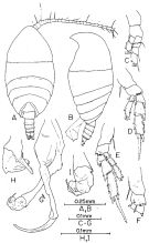 Species Anawekia spinosa - Plate 3 of morphological figures