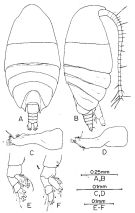 Espce Anawekia robusta - Planche 1 de figures morphologiques