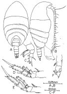 Espce Anawekia robusta - Planche 3 de figures morphologiques