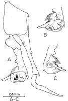 Espce Anawekia robusta - Planche 4 de figures morphologiques
