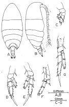 Species Anawekia bilobata - Plate 1 of morphological figures