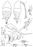 Species Anawekia bilobata - Plate 2 of morphological figures