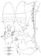 Species Brachycalanus rothlisbergi - Plate 1 of morphological figures