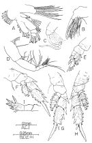Espce Brachycalanus rothlisbergi - Planche 2 de figures morphologiques