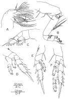 Espce Bradyidius styliformis - Planche 2 de figures morphologiques