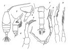 Espce Candacia truncata - Planche 1 de figures morphologiques