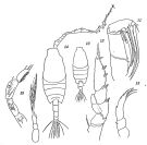 Espce Candacia bispinosa - Planche 1 de figures morphologiques