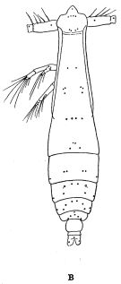 Espce Pareucalanus attenuatus - Planche 8 de figures morphologiques