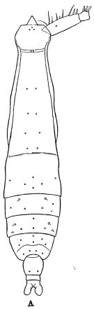 Espce Pareucalanus sewelli - Planche 8 de figures morphologiques