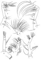 Espce Pareucalanus attenuatus - Planche 7 de figures morphologiques