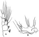 Espce Gaetanus brevicornis - Planche 5 de figures morphologiques