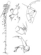 Espce Gaetanus pileatus - Planche 9 de figures morphologiques