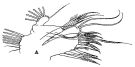 Espce Euchirella bella - Planche 5 de figures morphologiques