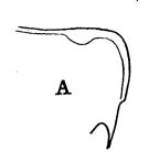 Espce Euchirella messinensis - Planche 12 de figures morphologiques