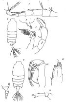 Espce Candacia curta - Planche 1 de figures morphologiques