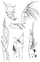 Espce Euchirella pulchra - Planche 6 de figures morphologiques