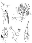 Espce Euchirella truncata - Planche 6 de figures morphologiques