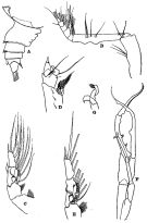 Espce Euchirella venusta - Planche 5 de figures morphologiques