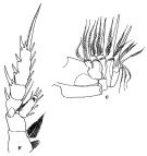 Espce Euchirella maxima - Planche 6 de figures morphologiques