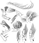 Espce Pseudeuchaeta brevicauda - Planche 7 de figures morphologiques