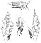 Espce Euchaeta marina - Planche 8 de figures morphologiques
