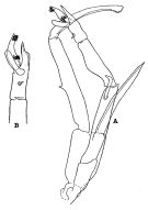 Espce Paraeuchaeta sarsi - Planche 9 de figures morphologiques