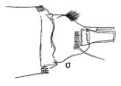 Espce Paraeuchaeta tonsa - Planche 3 de figures morphologiques