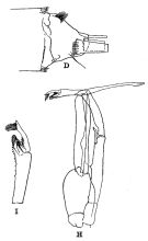 Species Paraeuchaeta tuberculata - Plate 2 of morphological figures