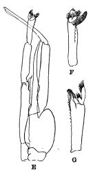 Species Paraeuchaeta tonsa - Plate 4 of morphological figures