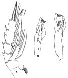 Espce Paraeuchaeta hanseni - Planche 8 de figures morphologiques