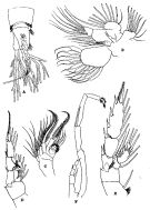 Espce Talacalanus greeni - Planche 4 de figures morphologiques
