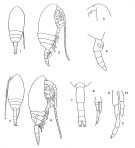 Espce Microcalanus pygmaeus - Planche 1 de figures morphologiques