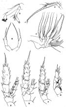 Espce Scaphocalanus magnus - Planche 8 de figures morphologiques