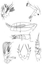 Espce Lophothrix quadrispinosa - Planche 1 de figures morphologiques