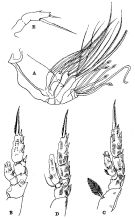 Espce Amallothrix arcuata - Planche 3 de figures morphologiques