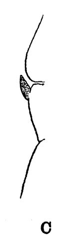 Espce Lucicutia flavicornis - Planche 7 de figures morphologiques
