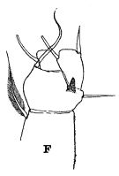 Espce Pleuromamma abdominalis - Planche 6 de figures morphologiques