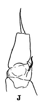 Espce Disseta palumbii - Planche 8 de figures morphologiques
