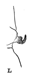 Espce Heterorhabdus spinifrons - Planche 13 de figures morphologiques