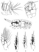 Espce Mesorhabdus angustus - Planche 5 de figures morphologiques