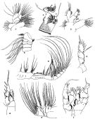 Espce Disseta palumbii - Planche 7 de figures morphologiques
