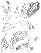 Espce Euaugaptilus elongatus - Planche 4 de figures morphologiques