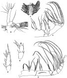 Espce Euaugaptilus grandicornis - Planche 2 de figures morphologiques