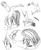 Espce Euaugaptilus placitus - Planche 3 de figures morphologiques