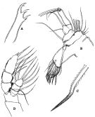 Espce Euaugaptilus magnus - Planche 5 de figures morphologiques