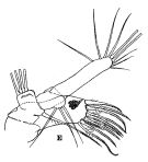 Espce Euaugaptilus angustus - Planche 5 de figures morphologiques